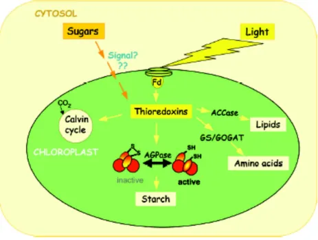 Figure 1 : Rôle des thiorédoxines sur les différents métabolismes chloroplastiques. 
