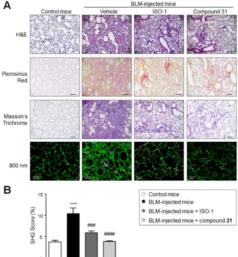 Figure 3. Chronic treatment with ISO-1 and compound 31 attenuates matrix deposition in lungs from  bleomycin (BLM)-injected mice