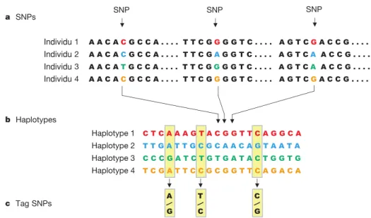 Figure 2.1 – Définition des SNPs, blocs haplotypiques, et SNP marqueurs.