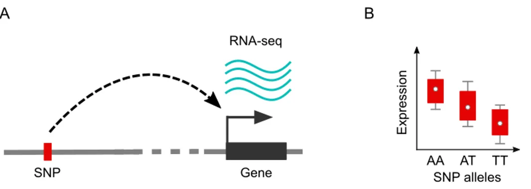 Figure 2.2 – Schéma d’association entre un SNP et un niveau d’expression de gène.