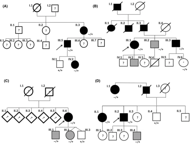 Figure 1. Pedigrees and segregation analysis of the c.1333G &gt; A CAPN3 variant for family 1 (A), family 2 (B), family 3 (C) and family 4 (D)