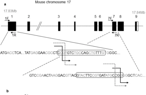 Figure 3. CRISPR-Cas9  Spaca6 gene deletion. (a) Genic organization of the mouse Spaca6 gene corresponding  to cDNA NM_001162909
