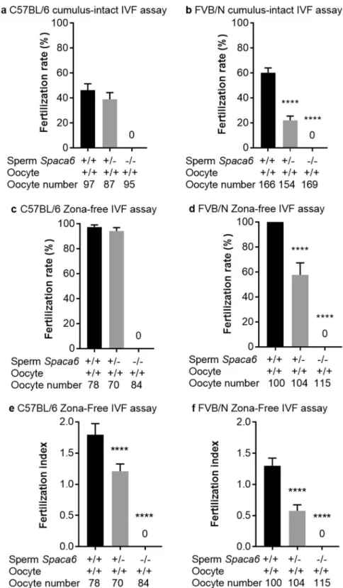 Figure 6.  No fertilization was obtained with Spaca6 KO sperm in vitro. Fertilization rate (FR) (mean ± SEM)  following cumulus-intact IVF assay at 10 6  sperm per ml or zona-free IVF assay at 10 5  sperm per ml for 3 hours