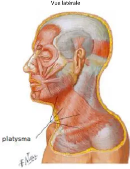 Figure 5 : Muscle platysma (d’après NETTER, 2007) 