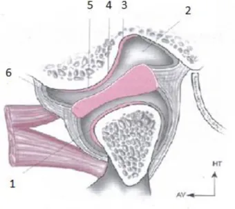 Figure 8 : Coupe sagittale de l’ATM (d’après VITTE et CHEVALLIER, 2006) 