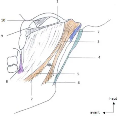 Figure 9 : Ligaments à la face interne de la mandibule (d’après AMIGUES, 1999) 