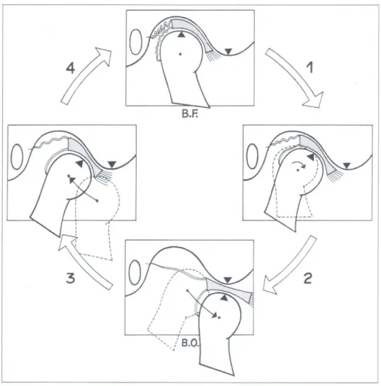 Figure 10 : Cinétique articulaire (d’après ROZENCWEIG, 1994) 
