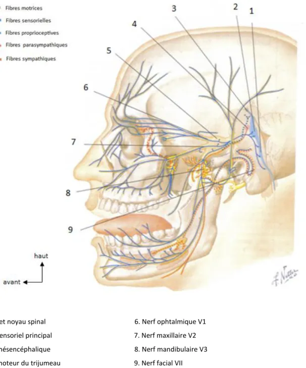 Figure 12 : Le nerf trijumeau (d’après  NETTER, 2009) 