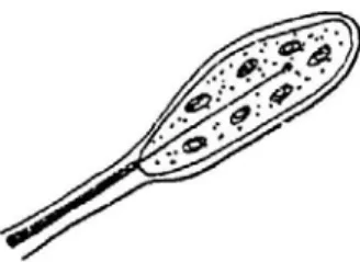 Figure 17 : Schéma d’une terminaison libre (d’après WODA, 1983)