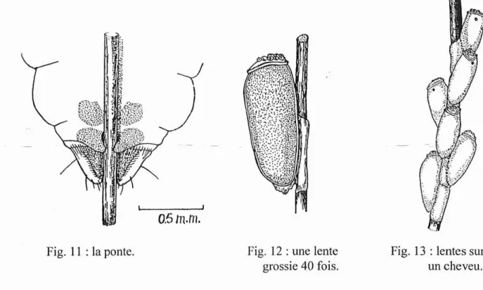 Fig. II : la ponte. Fig. 1 2 : une lente grossie 40 fois.