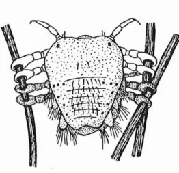 Fig. 18 : accouplement des poux.