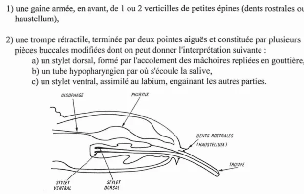 Fig. 20 ; coupe sagittale schématique de la tête d'un Anoploure.