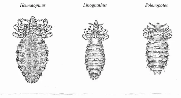 Fig. 22 : morphologies de poux piqueurs spéc ifiques à divers m ammifères.