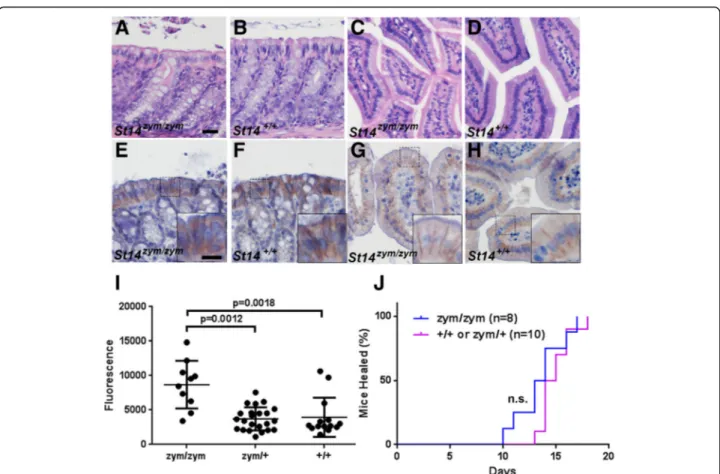 Fig. 6 Zymogen-locked endogenous matriptase supports intestinal barrier formation and epidermal regeneration