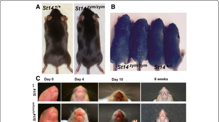 Fig. 7 Matriptase zymogen conversion is required for normal whisker and pelage hair development
