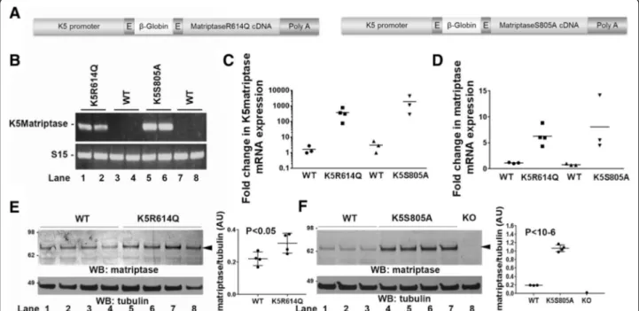 Fig. 1 Generation of keratin-5-matriptase zymogen-locked and keratin-5-matriptase catalytically inactive transgenic mice