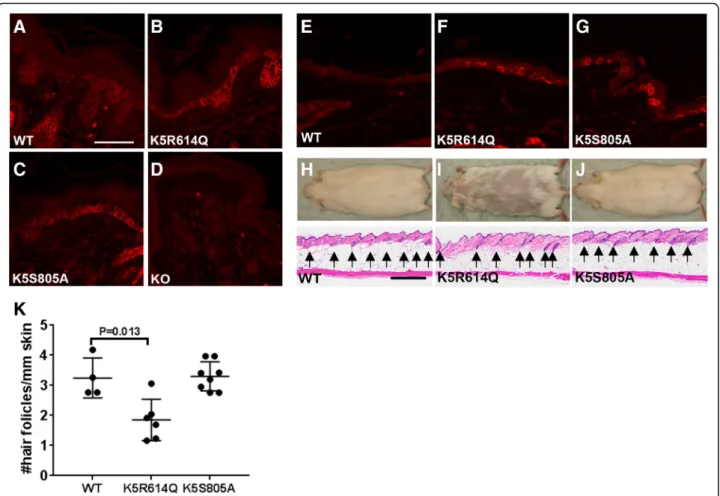 Fig. 2 Zymogen-locked matriptase is biologically active when expressed in basal keratinocytes of transgenic mice