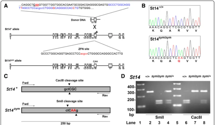 Fig. 3 Generation of mice expressing zymogen-locked endogenous matriptase by ZFN-mediated gene editing