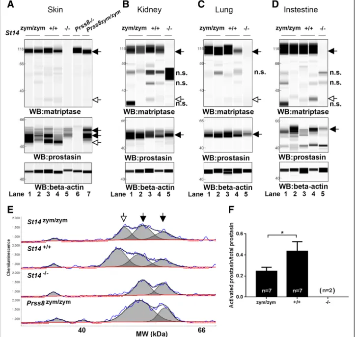 Fig. 4 Zymogen-locked matriptase induces epidermal prostasin processing. Protein extracts from skin (a), kidney (b), lung (c), and intestine (d) from newborn St14 zym/zym (lanes 1 and 2), St14 +/+ (lanes 3 and 4), and St14 –/– (lane 5) littermates were sep