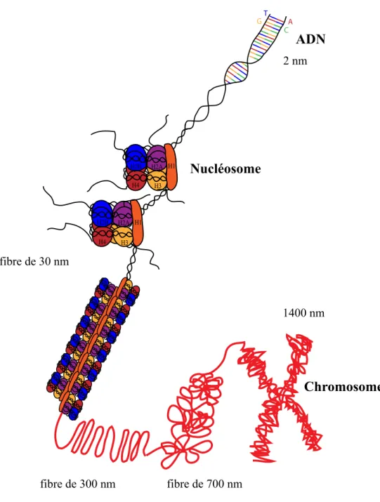 Figure I-1 : Représentation schématique de la structure de la chromatine. 
