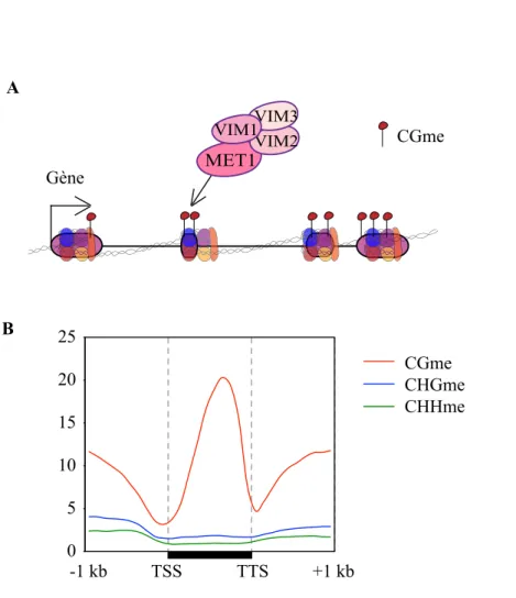 Figure I-5 : Distribution de la méthylation des gènes chez A. thaliana et corrélation avec  le taux d’expression 