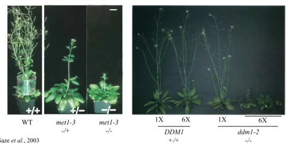 Figure I-6 : MET1 et la méthylation CG sont nécessaires à l’expression correcte des  gènes, régulant le développement de la plante et la réponse au stress