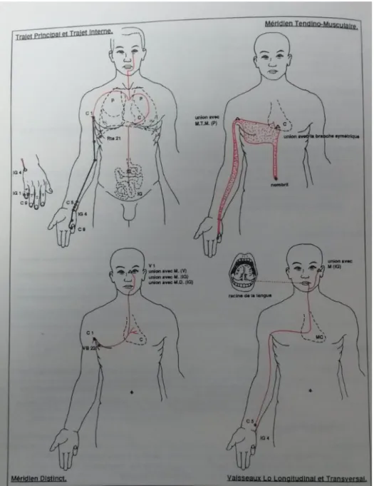 Figure 6 : Les cinq composantes du système méridien du cœur. 