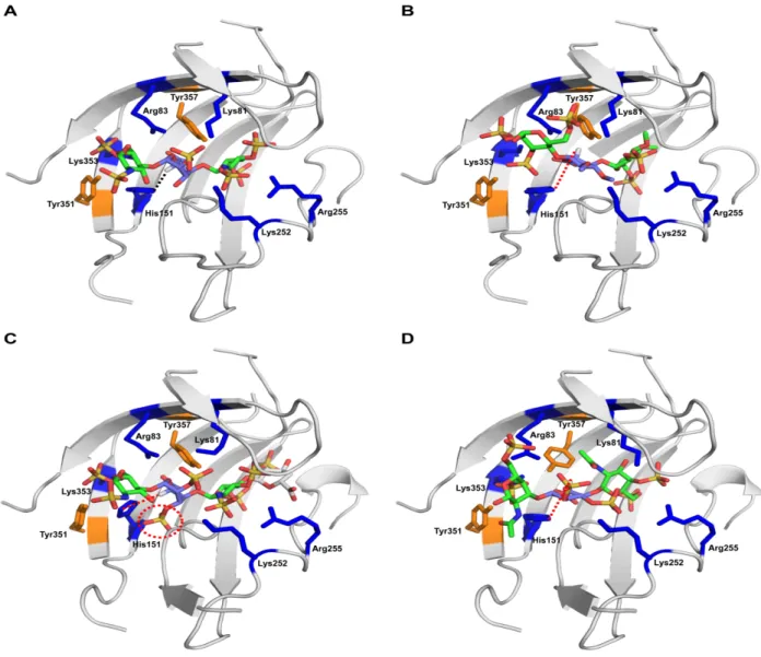 Figure 4.  Structural Complex of Heparinase I with different GAG oligosaccharides.  The active  site of HepI is shown as a cartoon representation (in gray) with the side chains of the key active  site residues labeled