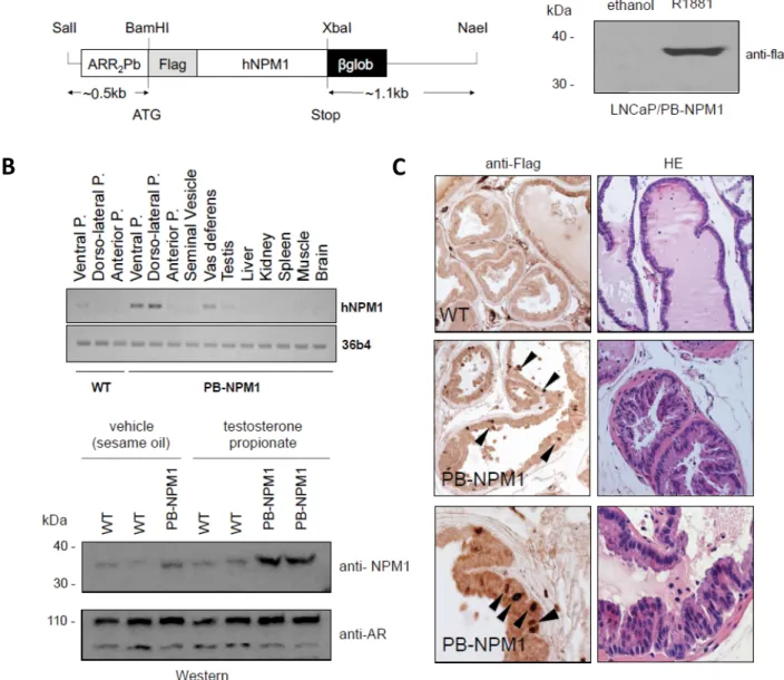 Figure 1. Generation of PB-NPM1 transgenic mice. A. Schematic representation of probasin-Flag-NPM1 transgene (left panel) and Flag-NPM1 protein accumulation levels in transfected LNCaP cells in the absence or in the presence of the synthetic androgen R1881