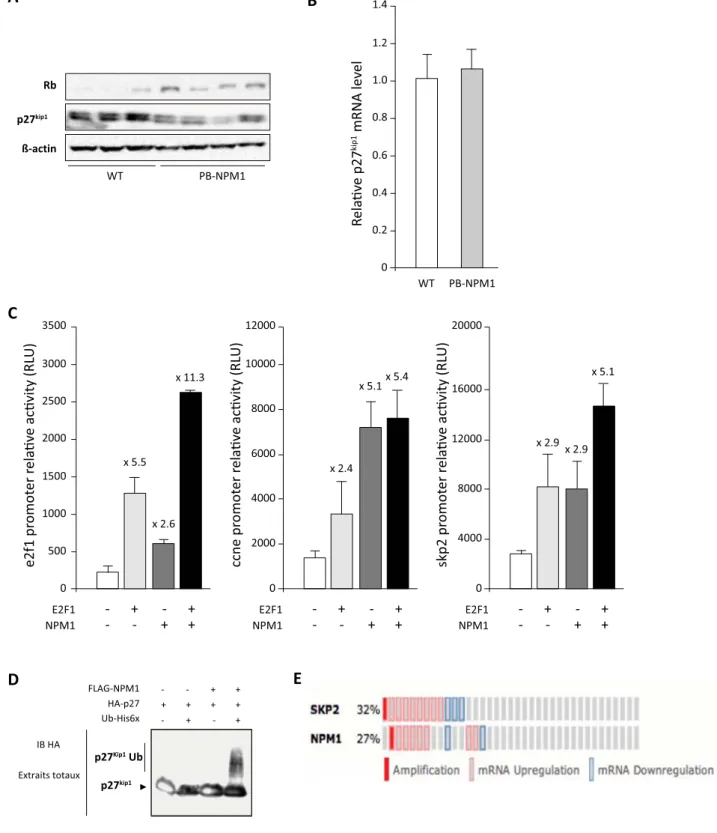 Figure 4. NPM1 overexpression downregulates p27 kip1 protein level. A. Western-blot analysis of Rb and p27 kip1 protein accumulation in ventral prostate of 11 month old wild type and transgenic mice