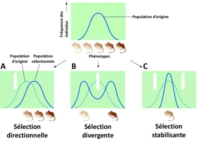 Figure 4: Les trois types de sélection naturelle.