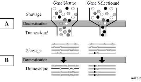 Figure 14 : Représentation schématique d’un goulot d’étranglement et de son impact au niveau d’un gène neutre et d’un gène sous sélection.