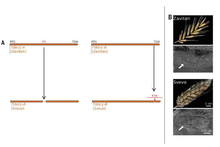 Figure 16 : Modifications génétiques et phénotypiques lors du passage de l’amidonnier sauvage, T