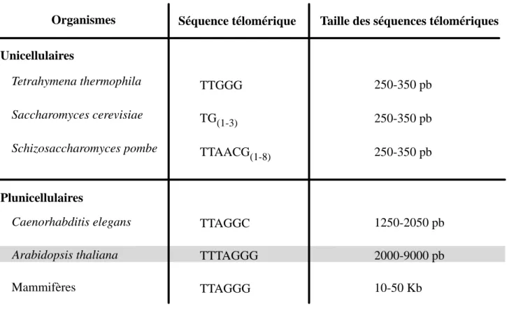 Tableau 1 : Séquences des répétitions et taille des télomères chez différents organismes modèles