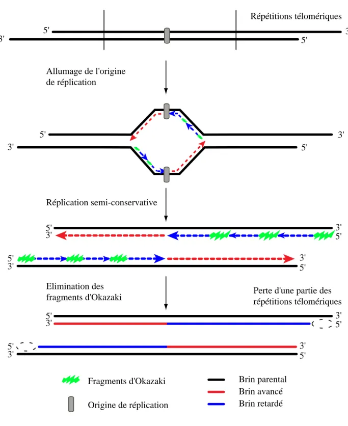 Figure 2 : La réplication des extrémités des chromosomes provoque le raccourcissement des télomères La réplication de l'ADN commence à l'origine de réplication