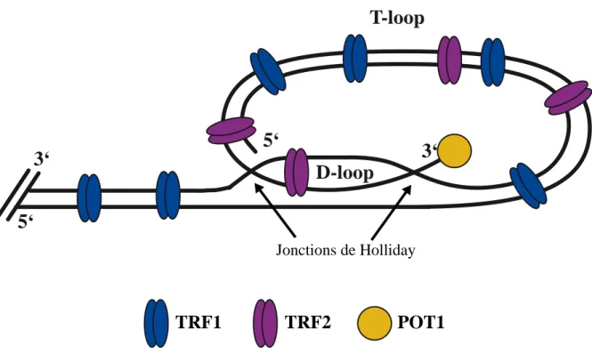 Figure 4 : Modèle de l'organisation des télomères en boucle télomérique chez l'Homme La  région  double  brin  des  télomères  est  recouverte  des  protéines  TRF1  et  TRF2