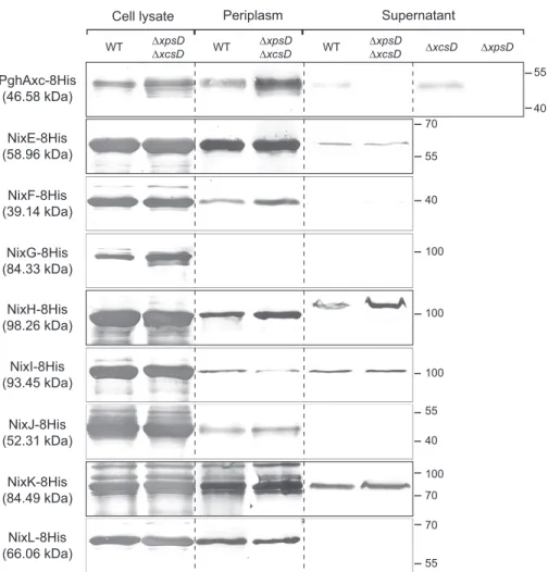 FIGURE 6. Subcellular localization of Xcc NixX-8His enzymes. Western blot analysis using anti-His antibody was carried out on total cell lysates, periplasmic enriched fractions, and cell-free supernatants of Xcc WT and type II secretion system mutants ( ⌬ 