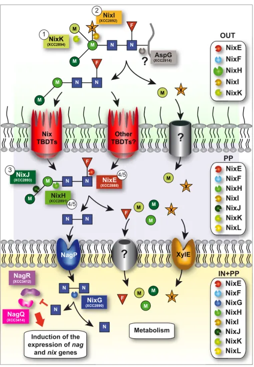 FIGURE 7. Model of the N 2 M 3 FX N-glycopeptide degradation and utilization in Xcc ATCC33913 strain