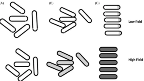 Fig. 1 Change in orientation and induction of permeabilization of rod shaped bacteria