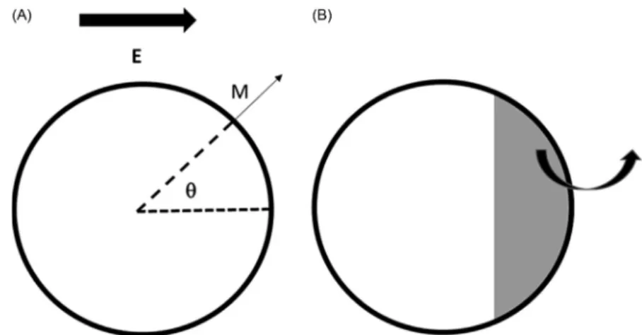 Fig. 2 (A) TMP(M) is a function of E and q , (B) The grey area is the part of the cell surface where the induced TMP is larger than the critical per- per-meabilizing value, A perm 