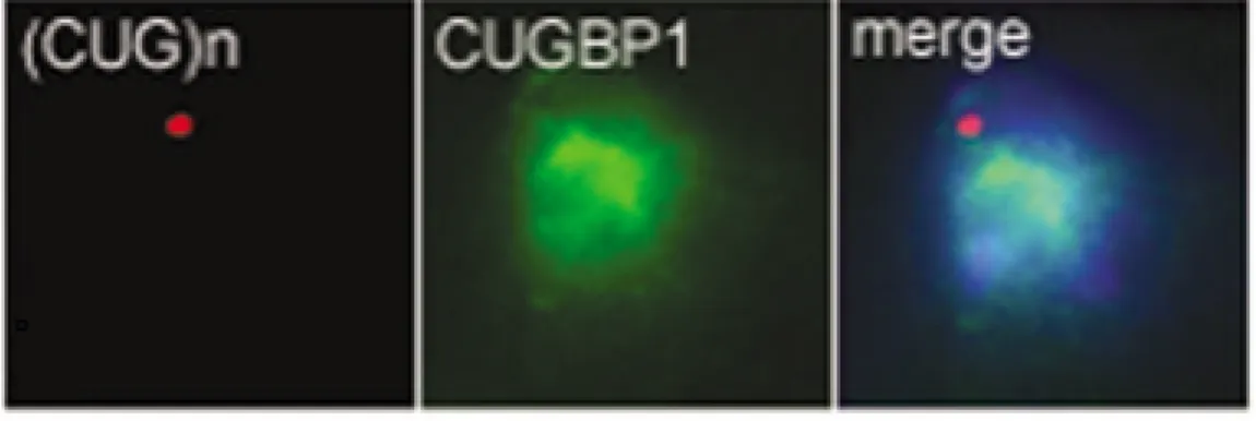 Figure 9. Absence de co-localisation du facteur d’épissage CUGBP1 dans les foci nucléaires 