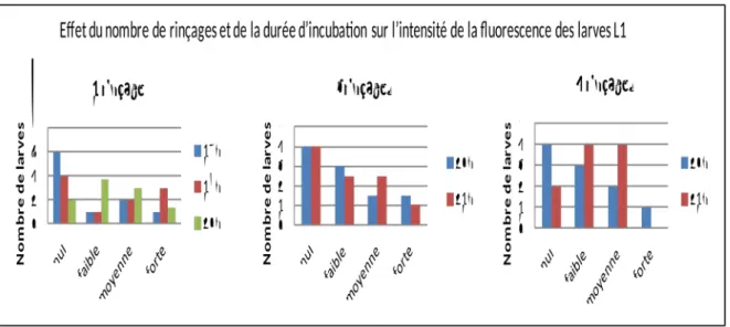 Graphique 3. Effet du nombre de rinçages et de la durée d’incubation dans le fluorochrome sur l’intensité de la fluorescence des larves L1 d’Haemonchus