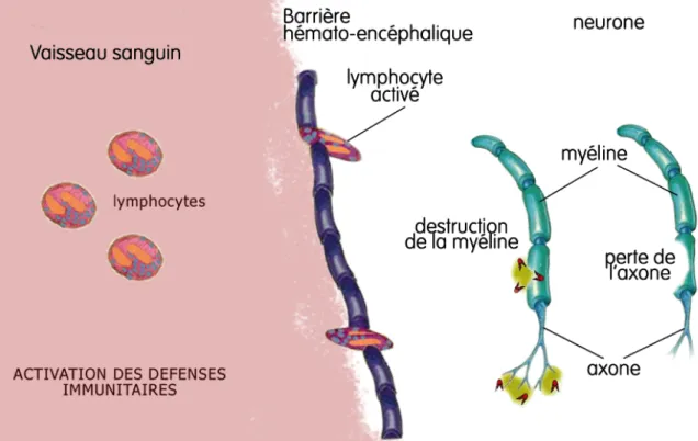 Figure 2 : Mécanismes biologiques impliqués dans la SEP. [35] 