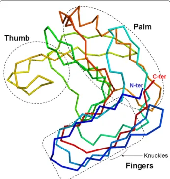 Figure 1 Ribbon representation of Thermobacillus xylanilyticus xylanase (Tx-Xyn) three-dimensional structure