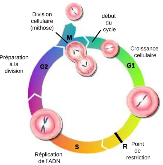 Figure 4: Les phases du cycle cellulaire.