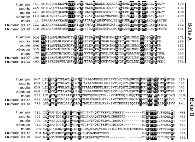Figure 7: Comparaison de séquences des boîtes A et B des protéines RB.