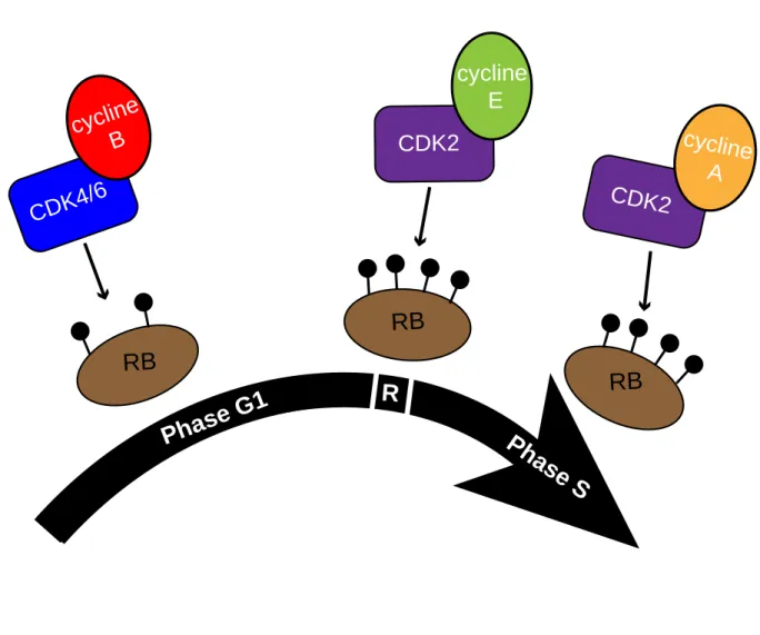 Figure 8: Phosphorylation de RB au cours du cycle cellulaire                 chez les mammifères.