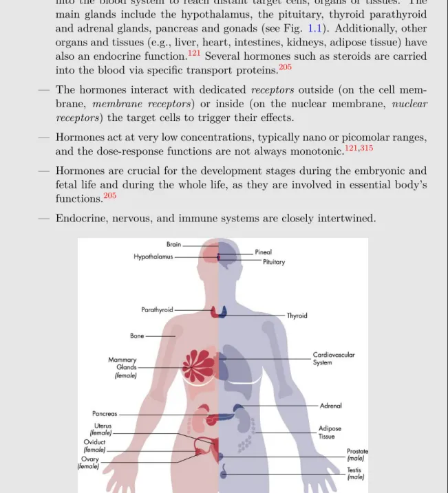 Fig 1.1 – Major human’s endocrinally-sensitive organs and endocrine glands. Extracted from Gore et al