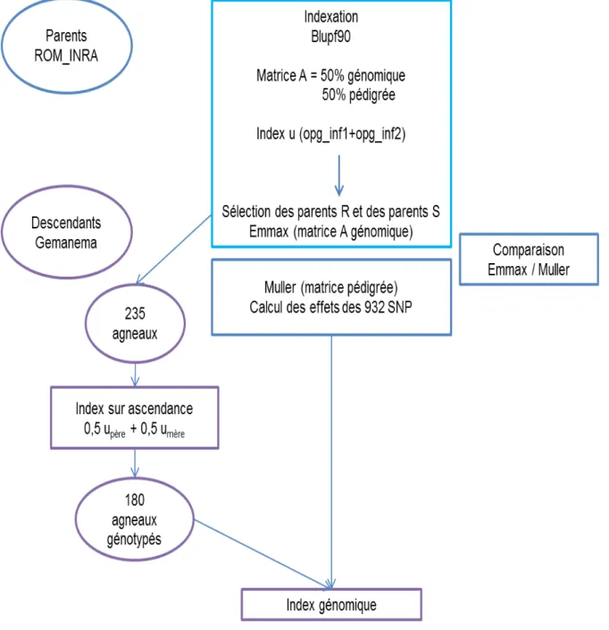 Figure 4 : Etapes suivies pour la sélection des lignées divergentes dans le cadre du projet Gemanema