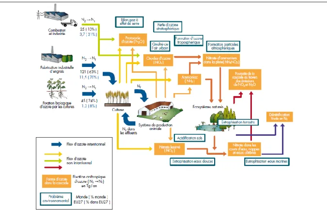 Figure 1 : Schéma général de la cascade d’azote 